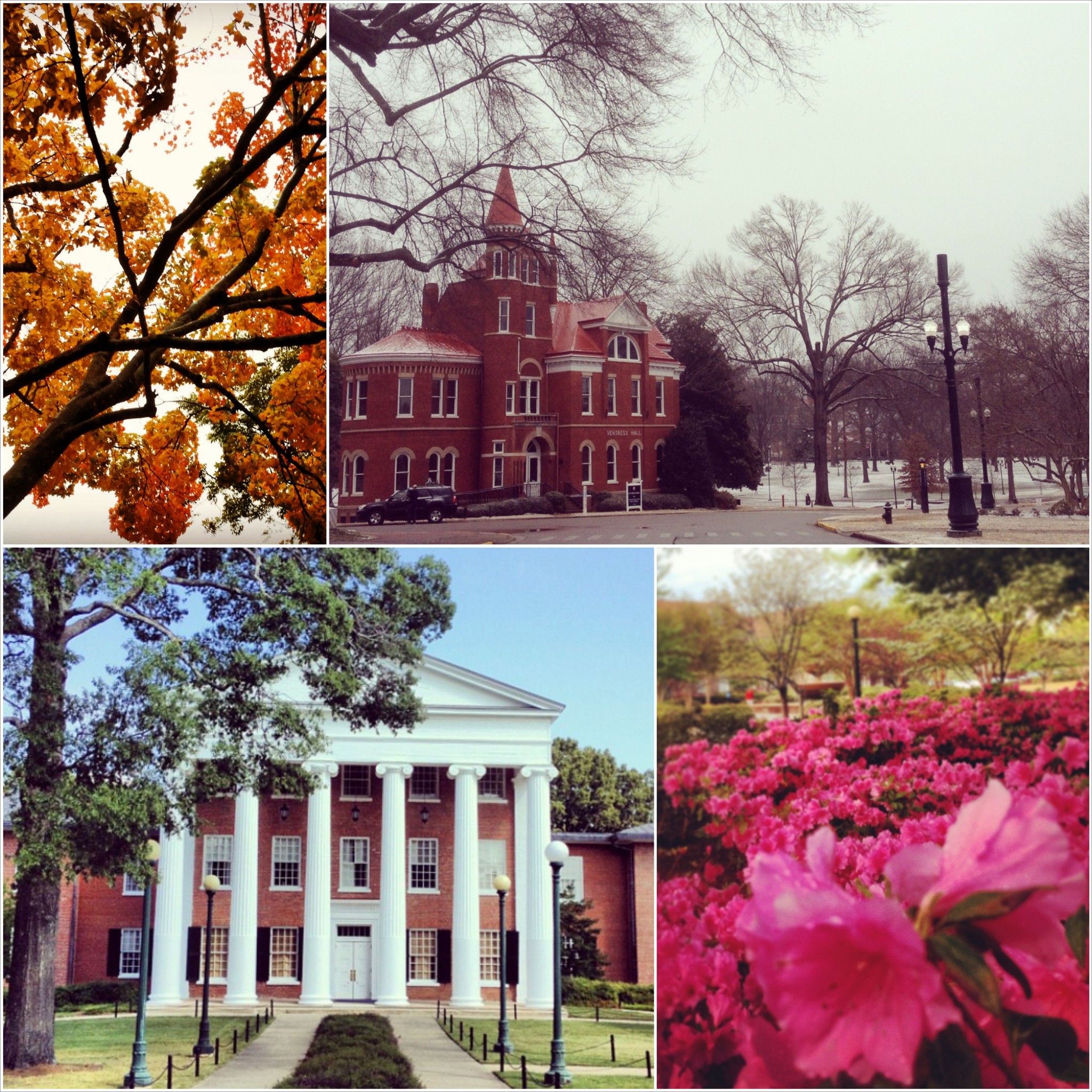 A collage of photos from Michael Newsom's Instagram page.