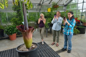 Natural Product Center researchers Olivia Dale, Katherine Martin and Iffat Parveen photograph the Titan Arum, also known as the corpse flower, that is blooming at the Medicinal gardens greenhouse.