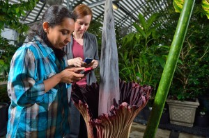 Natural Product Center researchers Iffat Parveen and Natacha Techen photograph the Titan Arum, also known as the corpse flower, that is blooming at the Medicinal gardens greenhouse. 