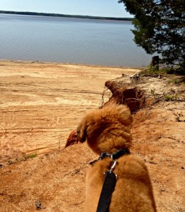 "Bear" enjoys a recent trip to Sardis Lake. 