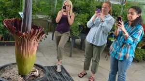 Natural Product Center researchers Olivia Dale, Katherine Martin and Iffat Parveen photograph the Titan Arum, also known as the corpse flower, that is blooming at the Medicinal gardens greenhouse.