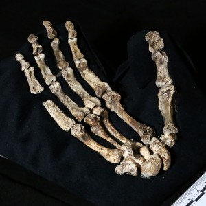 A mounted photo of the Homo naledi's hand from the Rising Star Cave in South Africa.