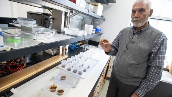 Researchers Find Turmeric, Thyme Oils Repel Fire Ants